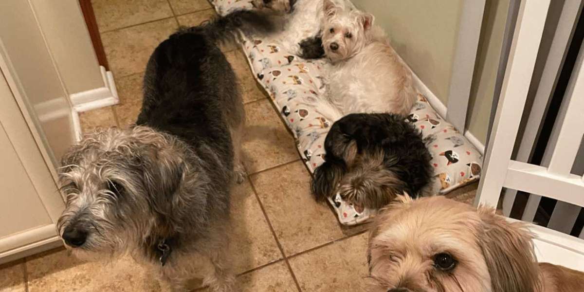 How to live with seven dogs and not to look weird.