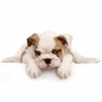 Pet Supplies Plus Somersworth