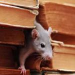 All State Pest And Termite Control Inc