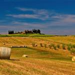 Central Alberta Hay Sales Ltd